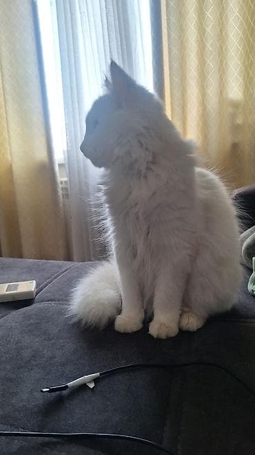 белая ангорская кошка: Ищу кота породы Турецкая Ангора для вязки. На фото кошка Йоко — 2