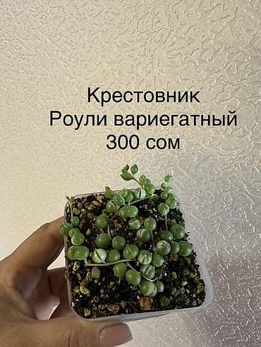 каланхоэ: Укоренённые черенки от 150 до 350 сомов — 10
