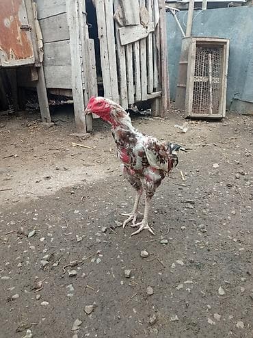 попугай птицы: Продаю | Петух | Бойцовая | Для разведения — 1