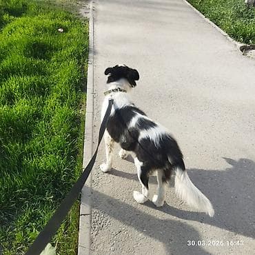 бордор колли: Собака даром: 6 месяцев, Самец, С прививкой — 6