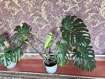 живопись натюрморт: Монстера делициоза (Monstera deliciosa) в горшке. - Крупное комнатное — 2
