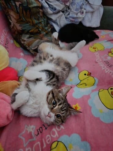 где купить кошку в бишкеке: КОШКИ И КОТЯТА У НАС ПРИЮТ любой окрас есть можете выбрать у нас — 5