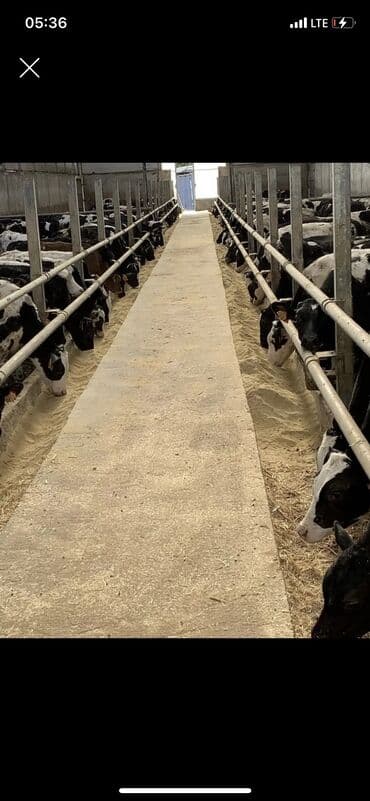 Требуется скотник