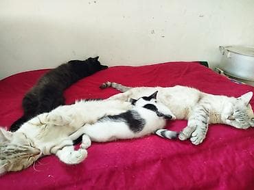 кошка домашняя: Котята, домашние, ручные. - Окрас: светлый серебристый табби — 9
