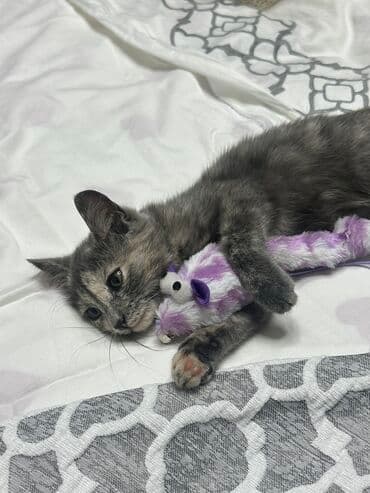 кандек собака: Котёнок, очень ласковая, отдаем бесплатно, окрас черепаховый — 3