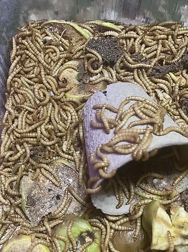 жмых сафлора: Мучной хрущ— натуральный суперфуд для ваших животных! Упитанные — 4