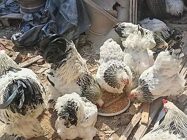 Животные: Продаю | Куры | Брама | Для разведения — 4