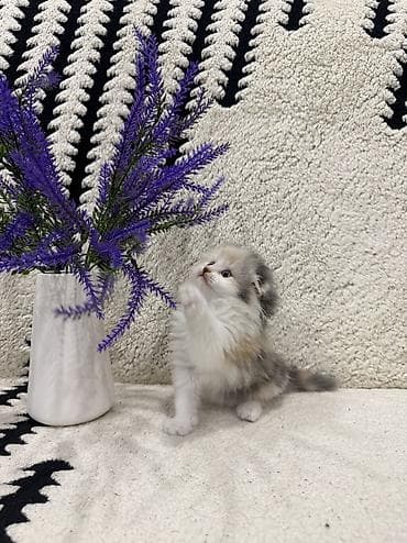 веслоухая кошка: Скотиш Фолд (Шотландская вислоухая), 1 месяц, Девочка, Приучена к лотку — 3