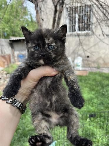 Котята, помёт из пяти малышей: - Рыже-белый: короткошёрстный, белая — 3