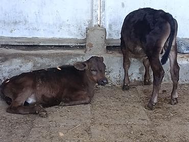 жаны асый: Сатам | Бука (эркек), Музоо | Ангус | Бордоп семиртүү үчүн, Союуга, Көбөйтүү үчүн — 9