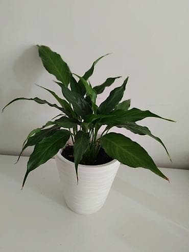 современный: Комнатные растения в горшках: спатифиллум и замиокулькас средние по — 1