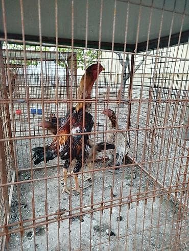 срочна алмашам: Продаю | Куры — 4