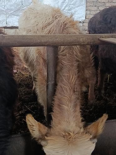 4 5мм: Сатам | Бука (эркек) — 8