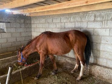 Продаю | Кобыла (самка) | Рабочий
