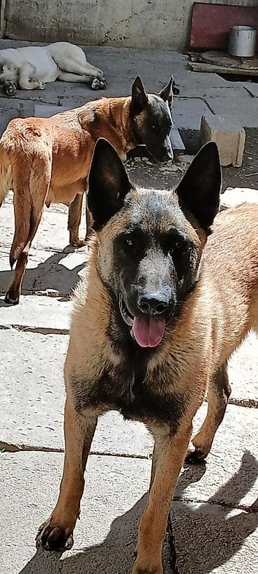 породистые кошки бишкек: Щенки бельгийской овчарки (малинуа) - Помёт от рабочих родителей на — 7