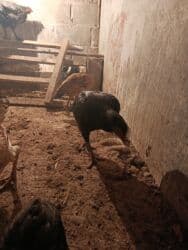 продажа домашних животных: Сатам | Тооктор, Балапандар | Дакан | Тебиштирүү үчүн — 3