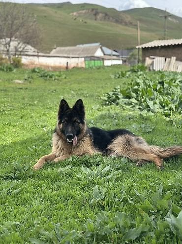 ош иттер: Немецкая овчарка, 7 айлык Кучук длинношёрстная - Окрас: чёрно-рыжий — 1