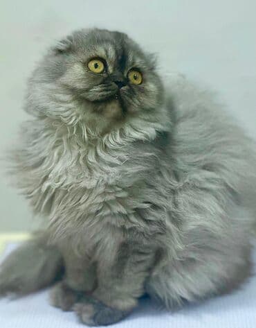 сколько стоит немецкая овчарка в бишкеке: Порода: шотландская вислоухая (Scottish Fold), длинношёрстный тип — 2