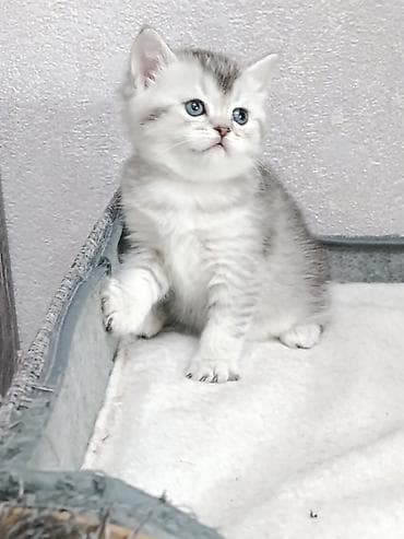 коты бенгальские: Скотиш Фолд (Шотландская вислоухая), 1 месяц, Девочка — 5