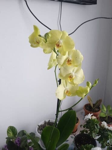 аквариум каракол: Комнатные цветы в горшках 1) Фаленопсис (орхидея) с нежно‑жёлтыми — 1