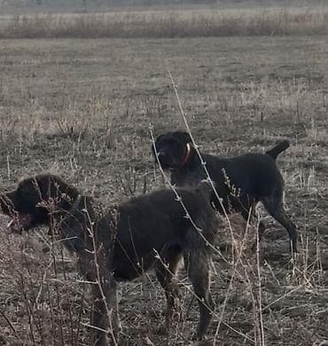 собака шпиц купить: Продаю Охотничью собаку Породы дратхаар Возраст 4 года Пол Сука! — 8