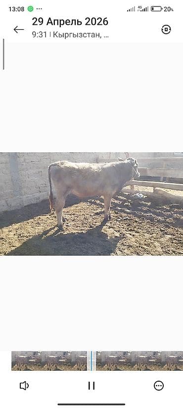 кен булун: Сатам | Бука (эркек) | Аргын, Швиц | Бордоп семиртүү үчүн | Байланган — 4