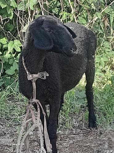 Продаю | Овца (самка) | Для разведения at lalafo.kg Продаю | Овца (самка) | Для разведения