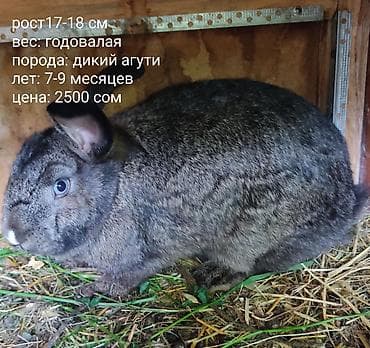 собака самец: Продаю | Кролик самец | Серый великан | Для разведения — 8