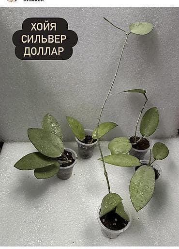 pot: Хойя Сильвер доллар от 200 сом Хойя доллар сплеш клон 2 -взрослое — 1