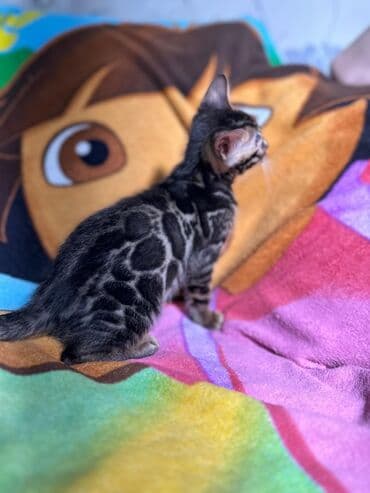 сколько стоит котенок британской золотой шиншиллы: Бенгальская, 3 месяца, Девочка, Шоколадный, С документами, Приучена к лотку, Проглистована — 5