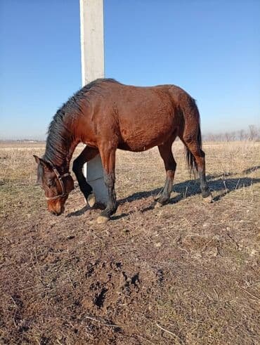 собака бишкек: Продаю | Кобыла (самка) | Английская | Для разведения — 3