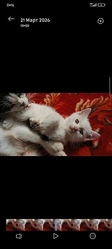 продаю котенка: Као-мани, 2 месяца, Мальчик, Белый, Приучена к лотку, Проглистована, С документами — 5