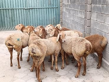 кошка домик: Продаю | Ягненок | Арашан | Для разведения | Ярка — 6