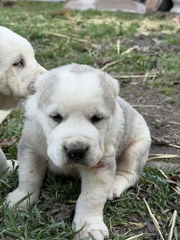 купить немецкую овчарку: Предлагаются к бронированию щенки Алабая! Щенки родились 27 января, 2 — 5