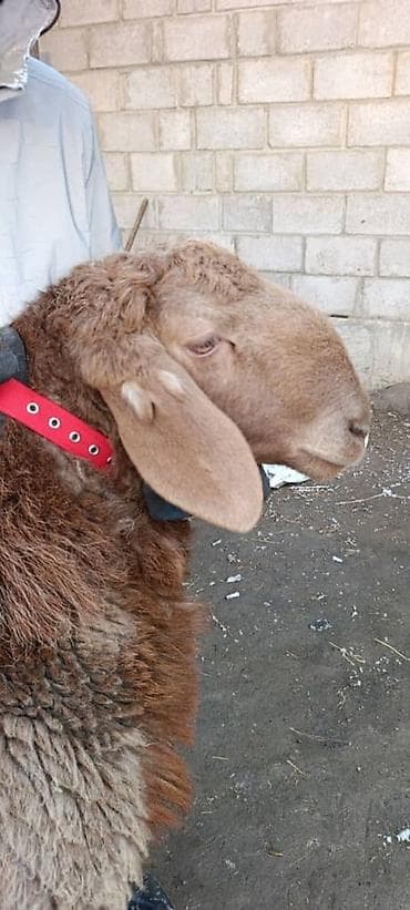 Баран, овца: Продаю | Баран (самец) | Арашан | Для разведения | Племенные — 1