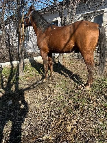 ыссык куле: Сатам | Байтал | Жумушка — 3