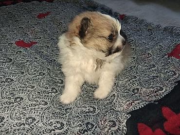 Помиранский шпиц •Девочка •Родилась 14 .03.2026 •Окрас : пати-колор