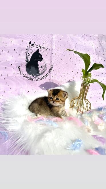 собака бульдок: Британ кыска жүндүү, 1 айлык, Эркек, Алтын шиншилла, Лотокко барууга үйрөтүлгөн, Курттардан тазаланган, Документтери менен — 11