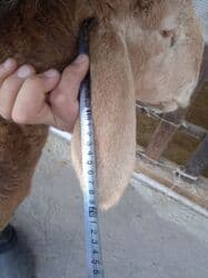 сколько стоит американская короткошёрстная кошка: Продаю | Овца (самка), Ягненок | Арашан — 4