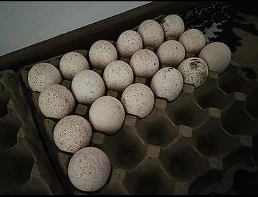 индюк яйца: Индюшачьи яйца для инкубации - Порода: домашние индюки (разные масти — 4