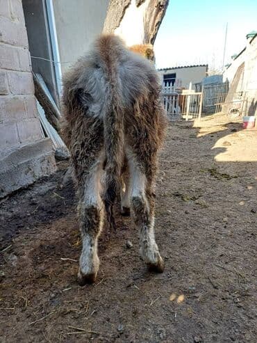 дойных коров: Продаю | Музоо, торпок | На откорм | Привязанные — 11