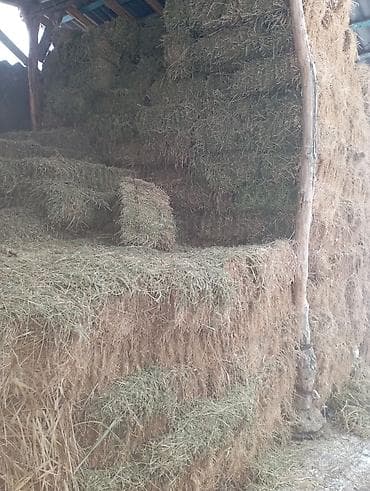 Экинчи чабык беде туктор нык доставка бар