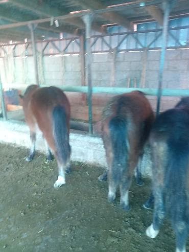 Грызуны: Продаю | Жеребенок | Для разведения — 4