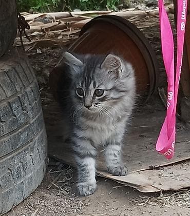 Животные: Котята - Возраст: 2 месяца (родились 15 апреля). - Окрас: - — 7