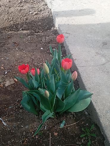 где купить картошку на зиму: Цветоносы, широкие зелёные листья; в гнезде несколько луковиц — — 1