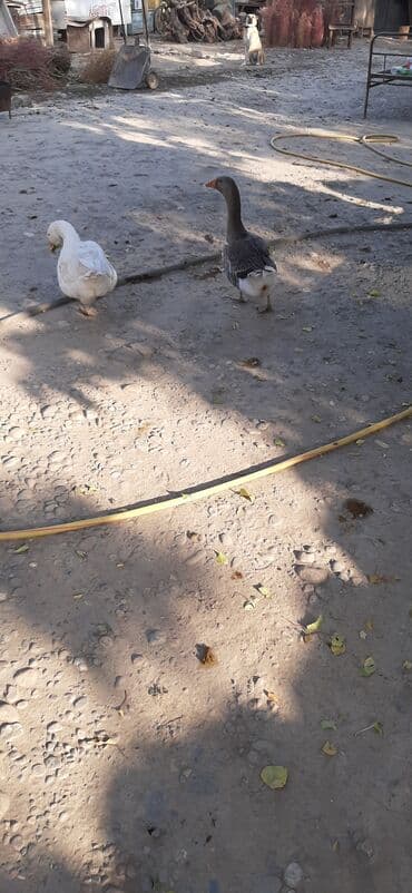 куры доминанты: Домашние гуси - Породы/окрас: один белый гусь, второй серый с белыми — 3