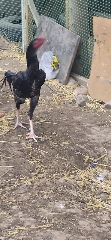 купить сову: Продаю | Петух | Бойцовая | Для разведения — 3