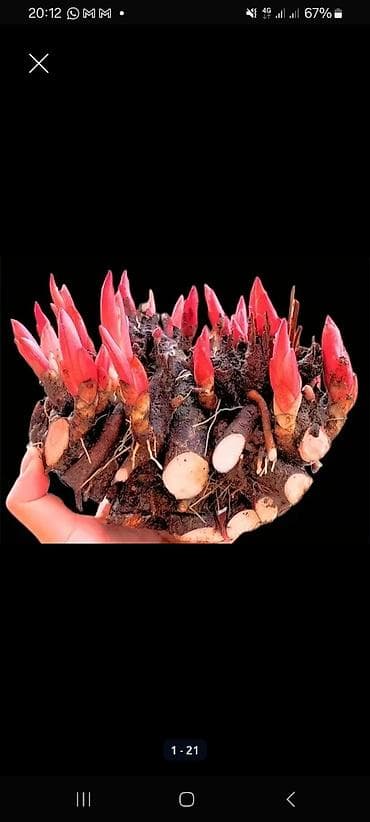 раки рак: Спаржа Саженцы спаржи. Спаржа корнями. Спаржа саженцы. Информация для — 8