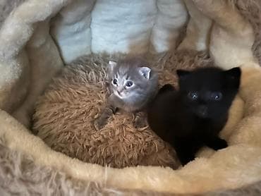 котята даром: Отдам двоих котят в хорошие руки. Им по полтора месяца. Так же есть — 3