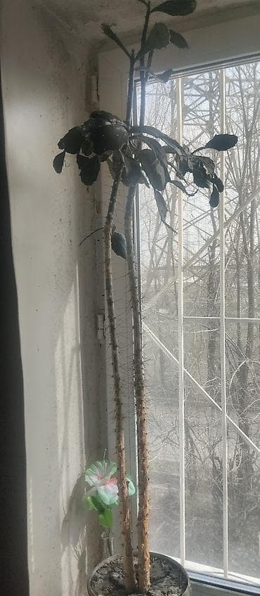 базальт бишкек: Цветы разные — 3